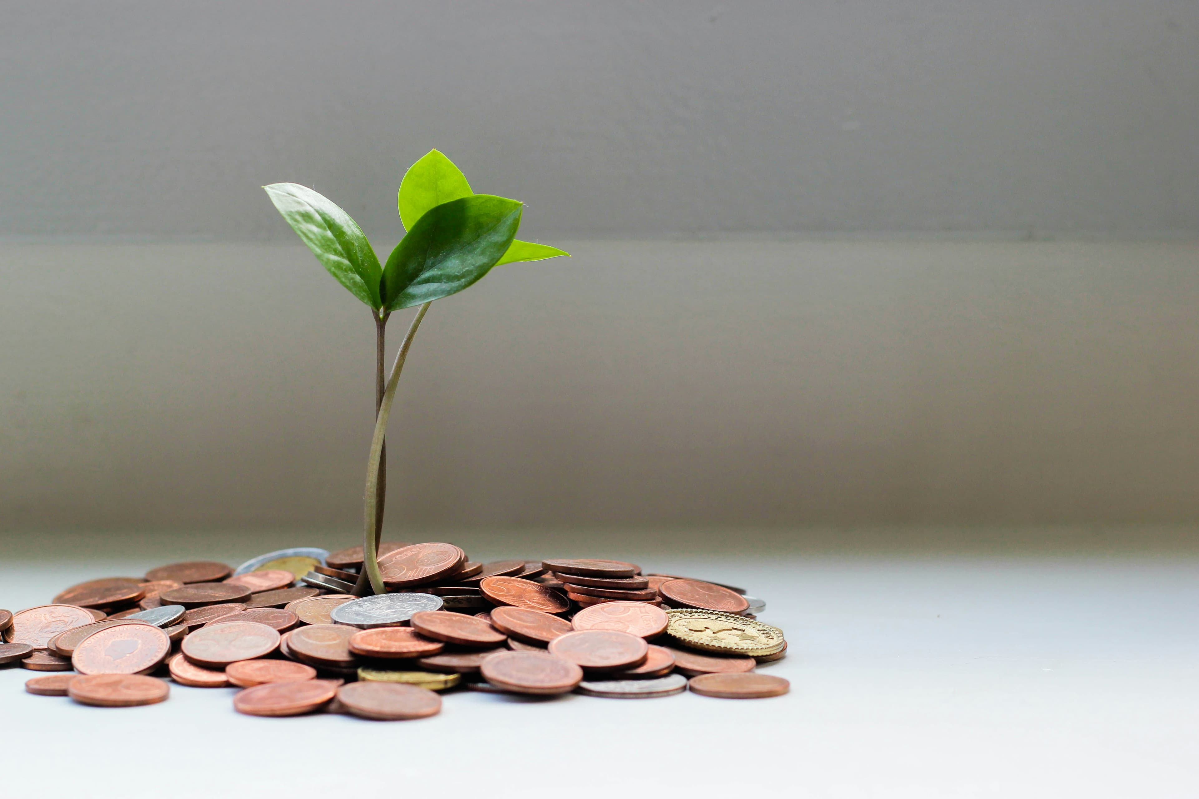 A plant growing out of a pile of coins